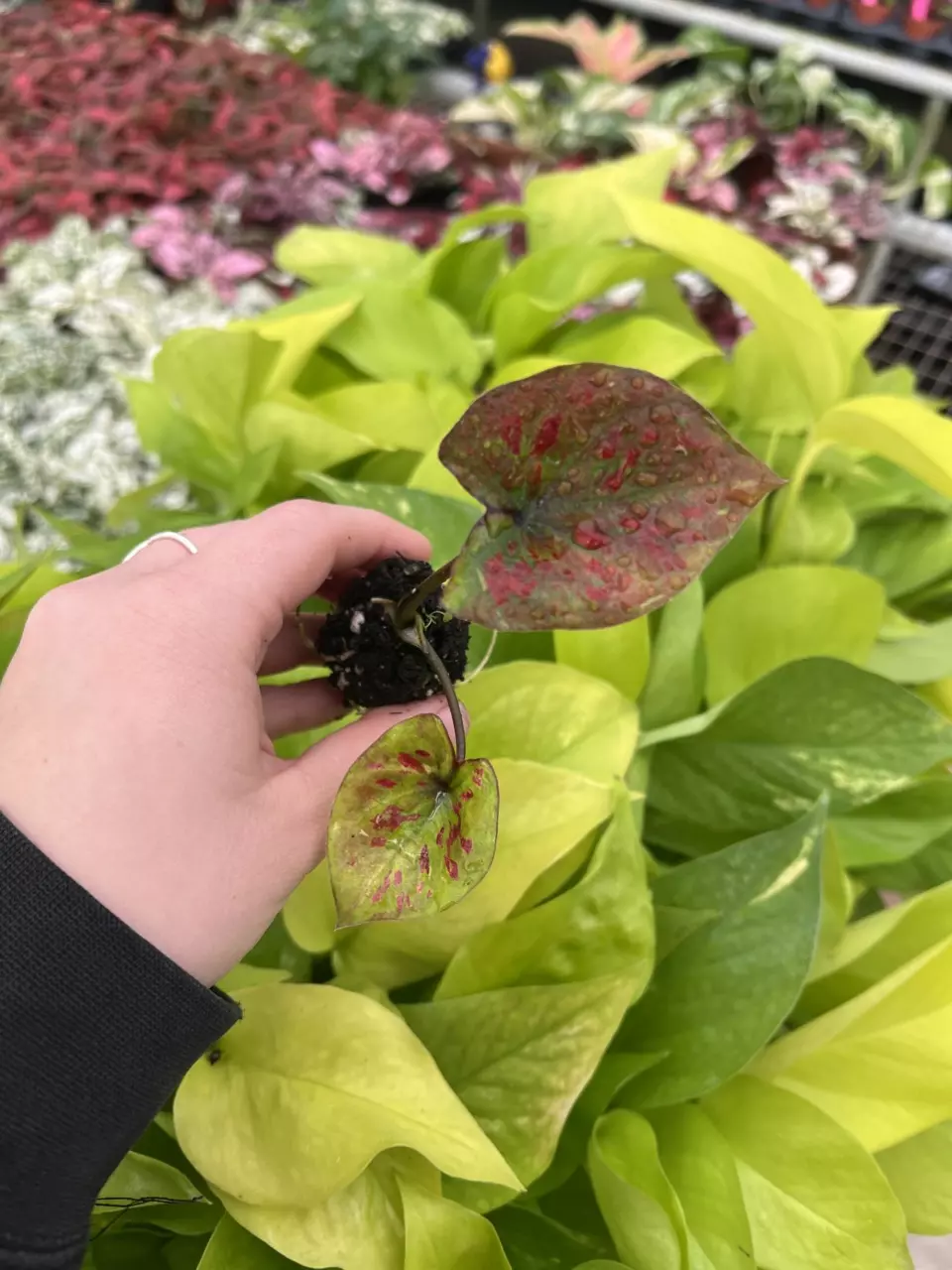 plant/Caladium Thai Red starter plant growers choice-1