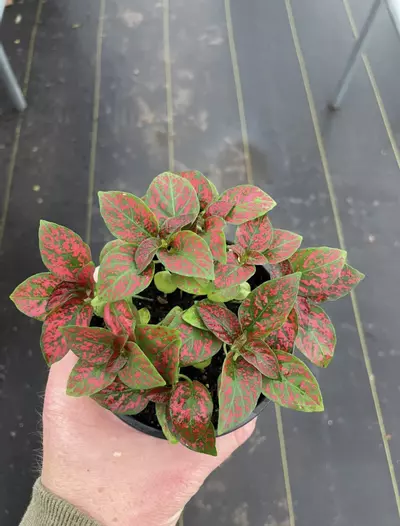 plant/Hypoestes Red 4” pot growers choice-3-thumbnail