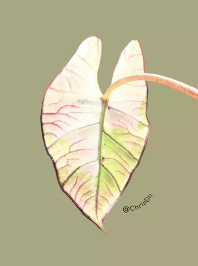 plant/Corm E - Albo Variegated Alocasia Platinum Bisma-2-thumbnail