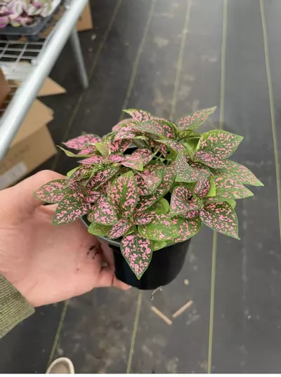 plant/Hypoestes Rose 4” pot growers choice-3-thumbnail