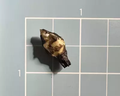 plant/Corm C - Albo Variegated Alocasia Platinum Bisma-3-thumbnail