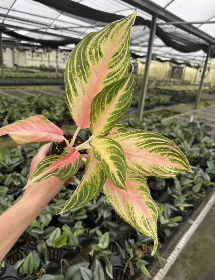plant/Aglaonema Pink Panama 4” pot growers choice-1