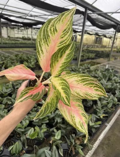 plant/Aglaonema Pink Panama 4” pot growers choice-1-thumbnail