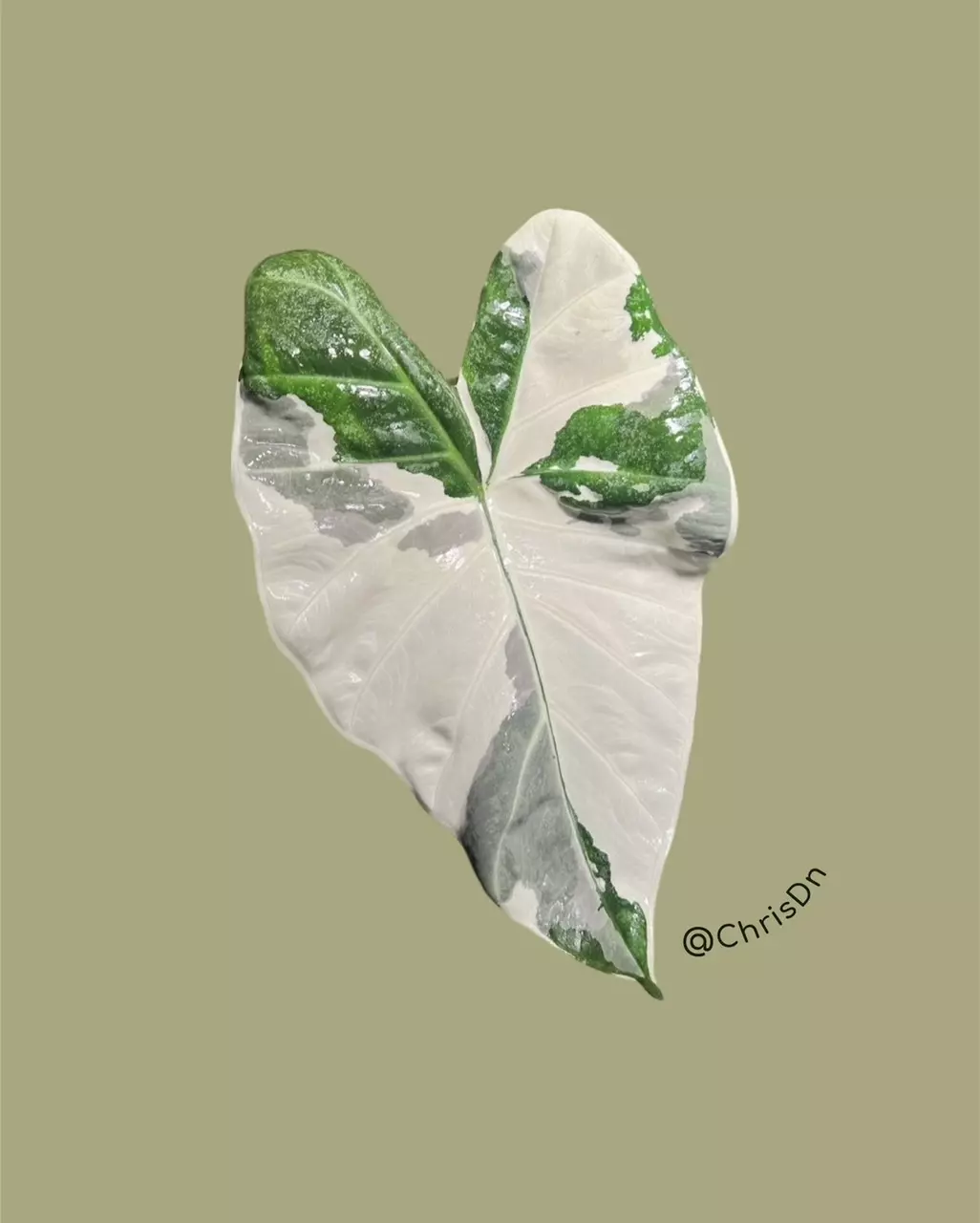 plant/Corm A - Albo Variegated Alocasia Regal Shield-0