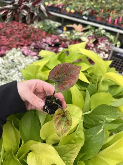 plant/Caladium Thai Red starter plant growers choice-5-thumbnail