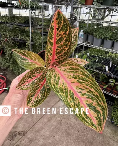 plant/Aglaonema Golden Powder 4” pot growers choice-0-thumbnail