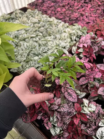 plant/Nandia Domestica ‘Firepower’ starter plant growers choice-1-thumbnail