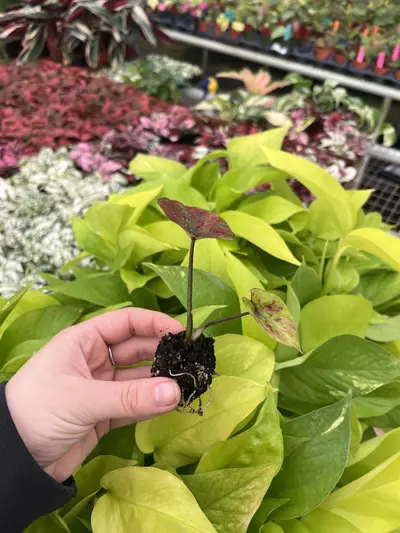 plant/Caladium Thai Red starter plant growers choice-4-thumbnail