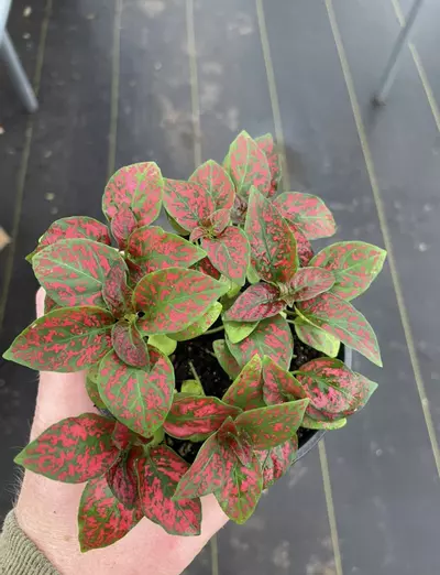 plant/Hypoestes Red 4” pot growers choice-1-thumbnail