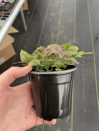 plant/Hypoestes Rose 4” pot growers choice-5-thumbnail