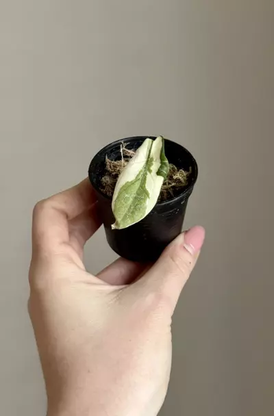 plant/Alocasia Scalprum Lava-0-thumbnail