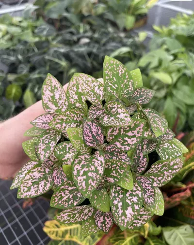 plant/Hypoestes Pink 4” pot growers choice-0-thumbnail