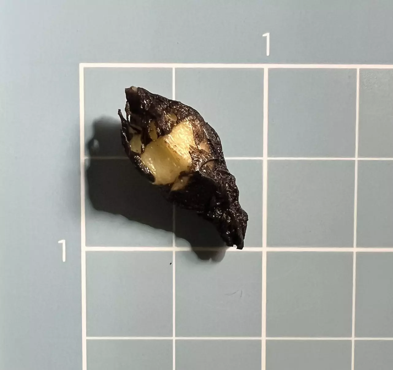 plant/Corm D - Albo Variegated Alocasia Platinum Bisma-3