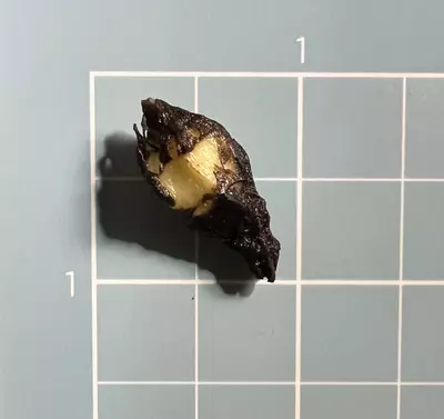 plant/Corm D - Albo Variegated Alocasia Platinum Bisma-3-thumbnail