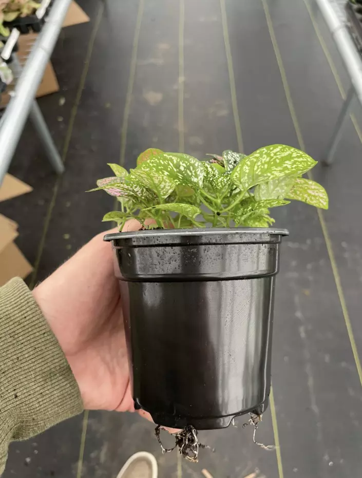 plant/Hypoestes Mixed 4” pot growers choice-5