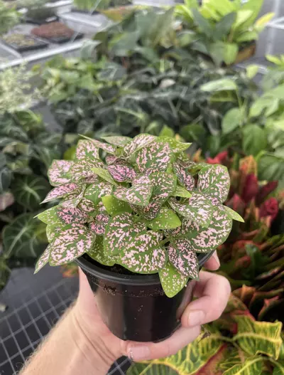 plant/Hypoestes Pink 4” pot growers choice-4-thumbnail