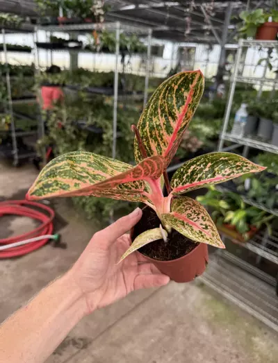 plant/Aglaonema Golden Powder 4” pot growers choice-3-thumbnail