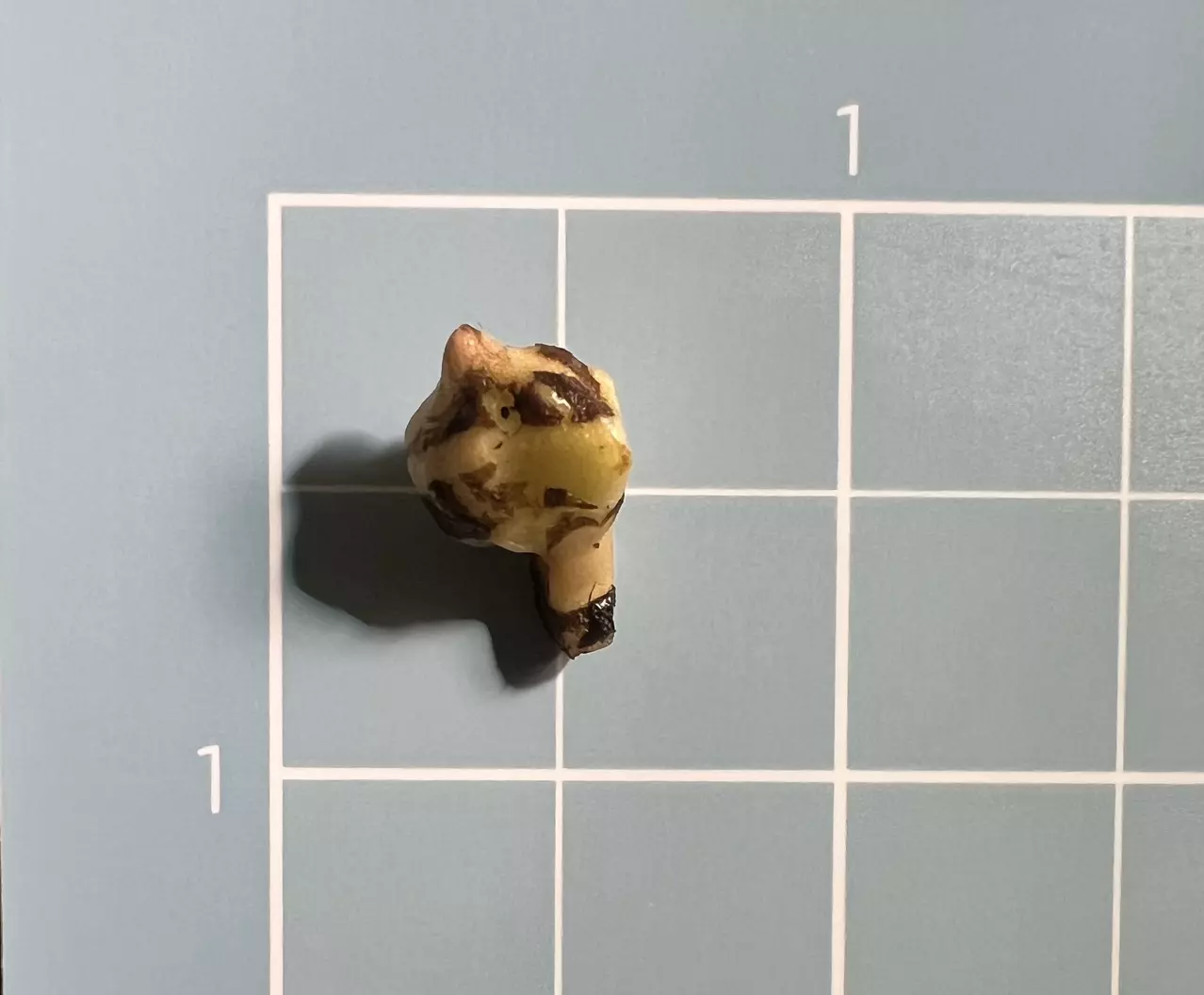 plant/Corm A - Aurea Variegated Alocasia Regal Shield-2