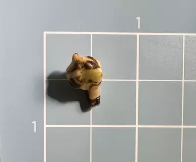 plant/Corm A - Aurea Variegated Alocasia Regal Shield-2-thumbnail