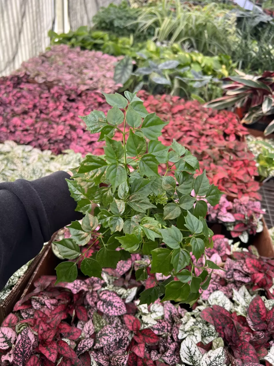 plant/China Doll 4” pot growers choice-0