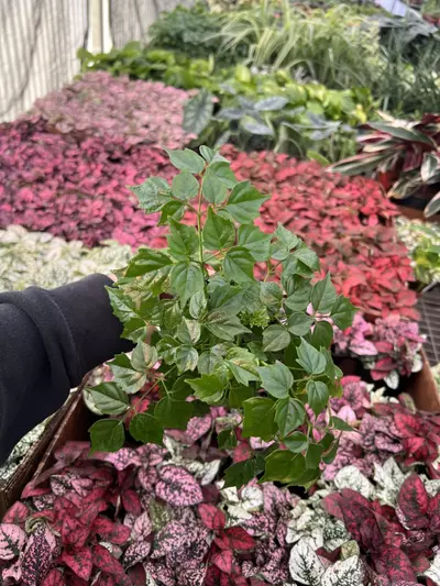 plant/China Doll 4” pot growers choice-0-thumbnail