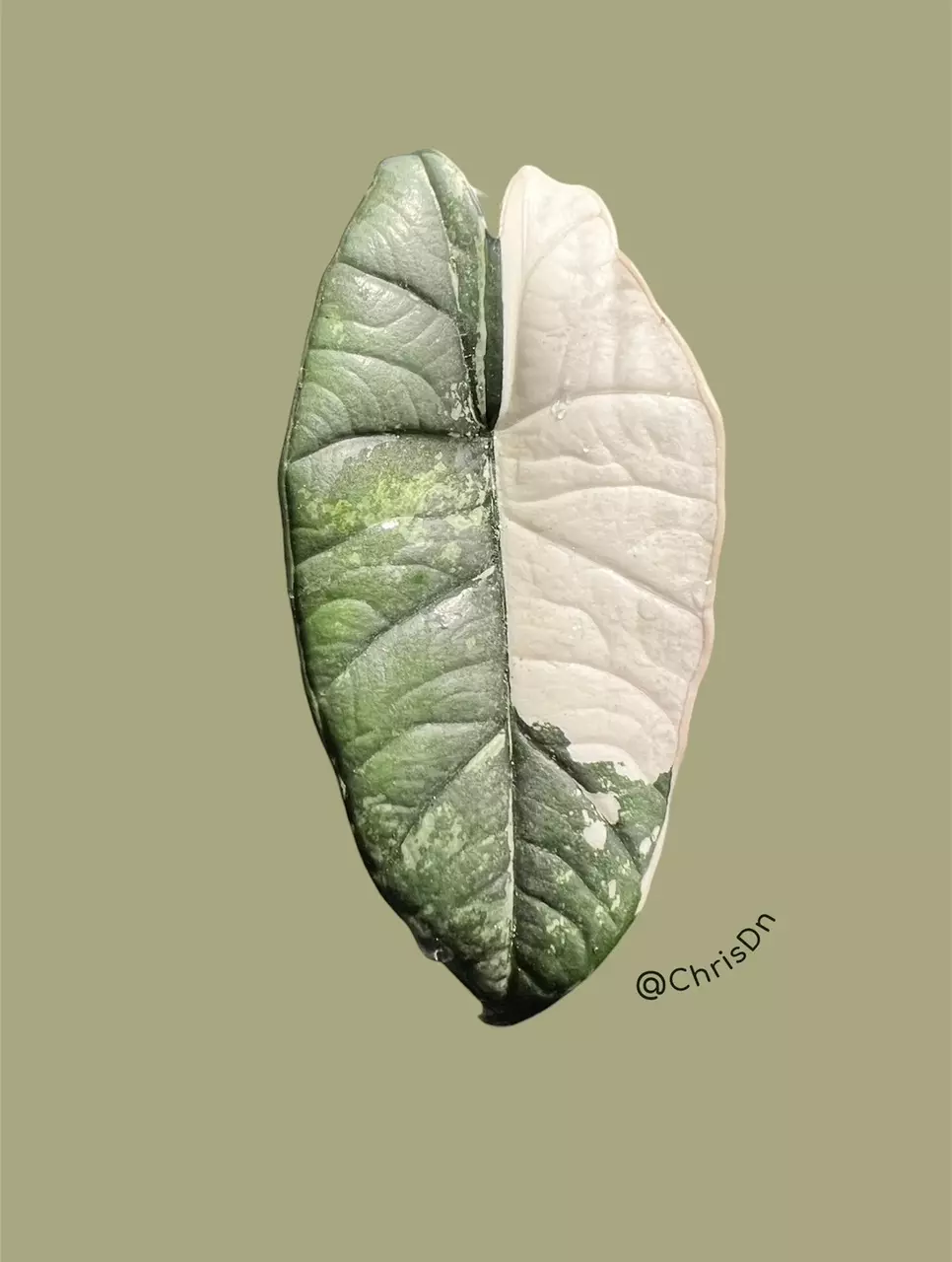 plant/Corm E - Albo Variegated Alocasia Platinum Bisma-1