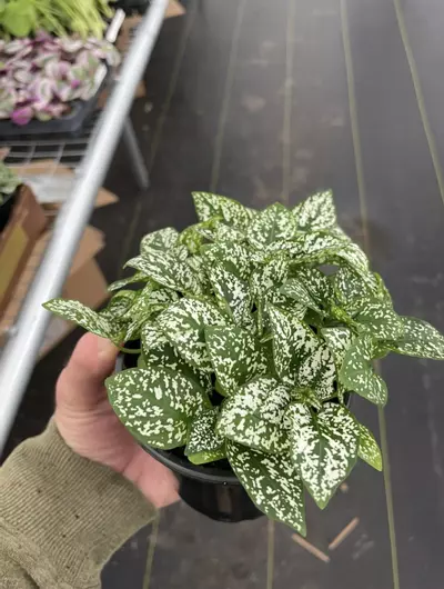 plant/Hypoestes White 4” pot growers choice-2-thumbnail