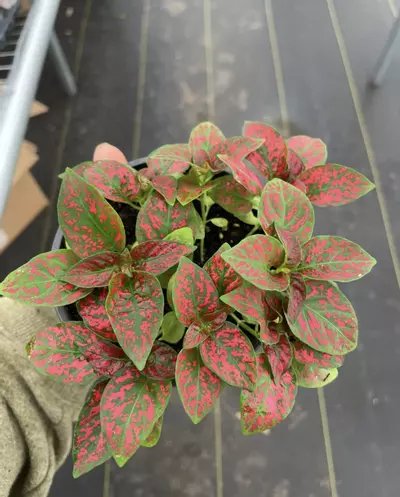 plant/Hypoestes Red 4” pot growers choice-0-thumbnail