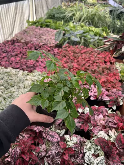 plant/China Doll 4” pot growers choice-2-thumbnail