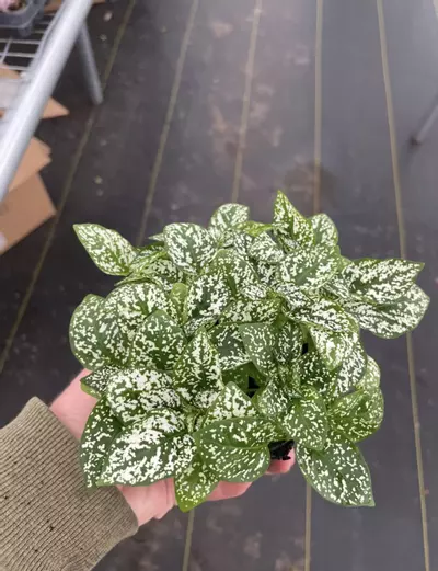 plant/Hypoestes White 4” pot growers choice-4-thumbnail