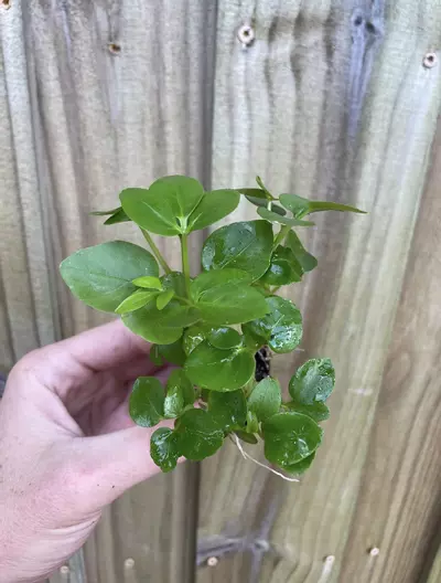 plant/Schefflera Arboricola tarter plant growers choice-3-thumbnail