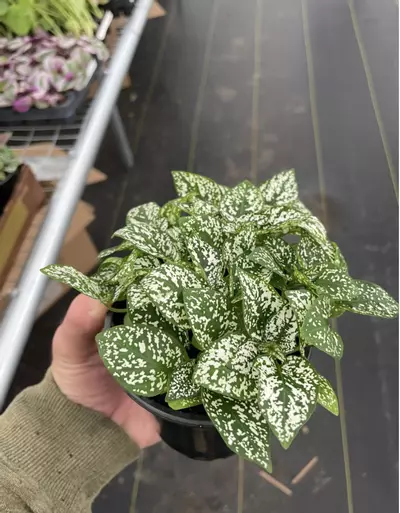 plant/Hypoestes White 4” pot growers choice-3-thumbnail