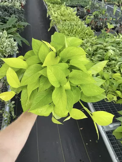 plant/Neon Pothos 6” pot growers choice-6-thumbnail