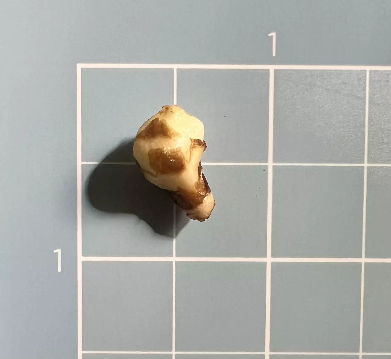 plant/Corm A - Albo Variegated Alocasia Regal Shield-3