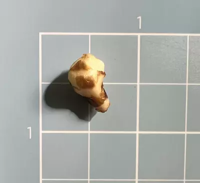 plant/Corm A - Albo Variegated Alocasia Regal Shield-3-thumbnail