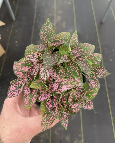 plant/Hypoestes Rose 4” pot growers choice-0-thumbnail