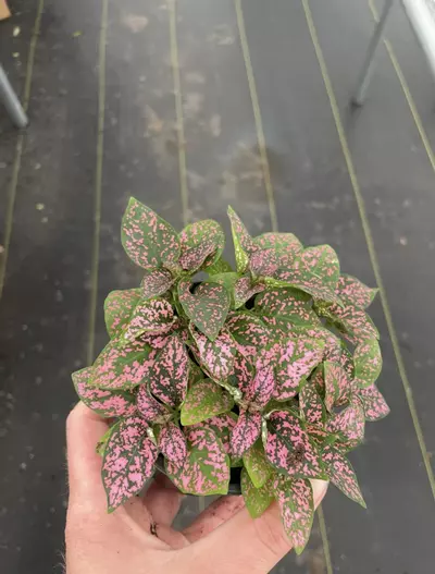 plant/Hypoestes Rose 4” pot growers choice-4-thumbnail