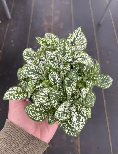 plant/Hypoestes White 4” pot growers choice-5-thumbnail
