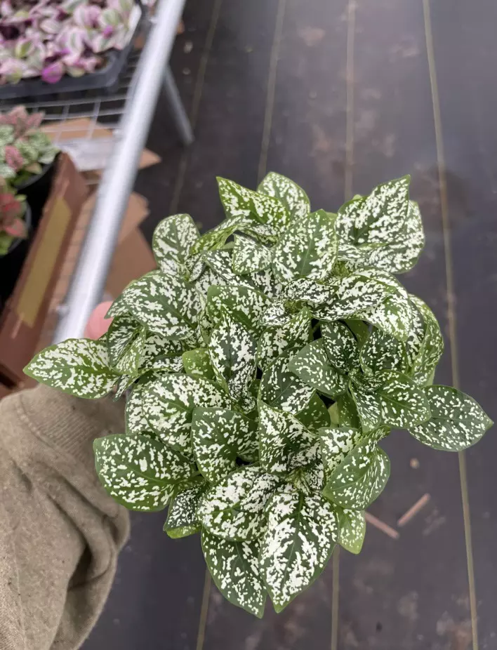 plant/Hypoestes White 4” pot growers choice-1