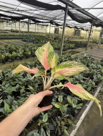 plant/Aglaonema Pink Panama 4” pot growers choice-5-thumbnail