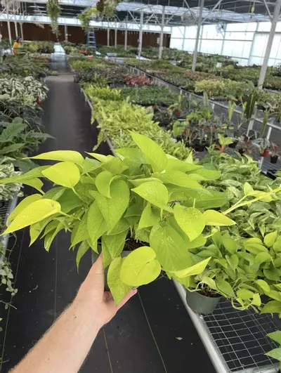 plant/Neon Pothos 6” pot growers choice-4-thumbnail