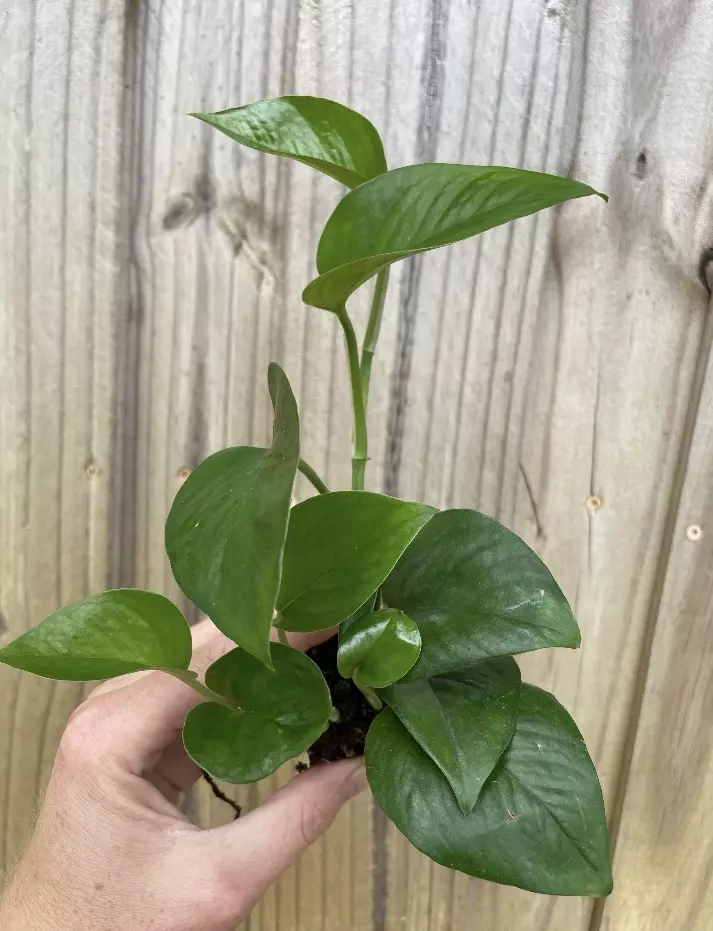plant/Jade Pothos starter plant growers choice-1