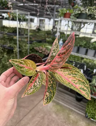 plant/Aglaonema Golden Powder 4” pot growers choice-1-thumbnail