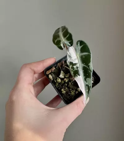 plant/Alocasia Pink Bambino-0-thumbnail