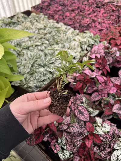 plant/Nandia Domestica ‘Firepower’ starter plant growers choice-4-thumbnail