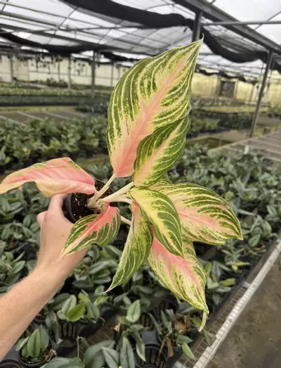plant/Aglaonema Pink Panama 4” pot growers choice-2-thumbnail