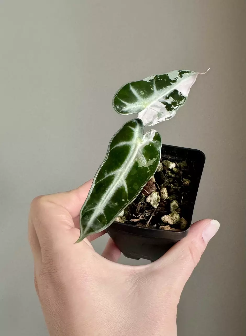 plant/Alocasia Pink Bambino-1