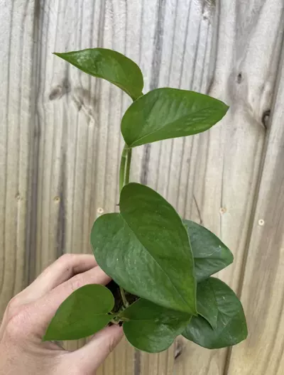 plant/Jade Pothos starter plant growers choice-3-thumbnail