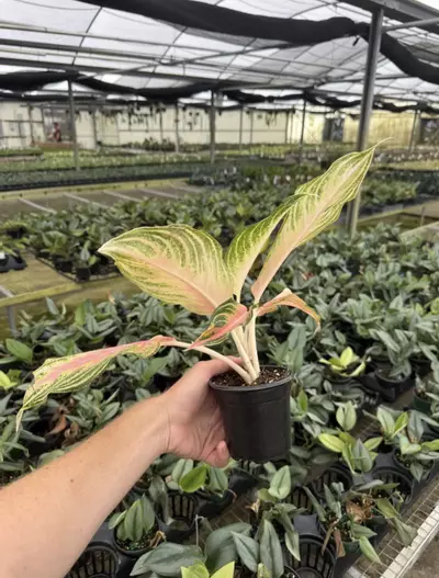 plant/Aglaonema Pink Panama 4” pot growers choice-6-thumbnail