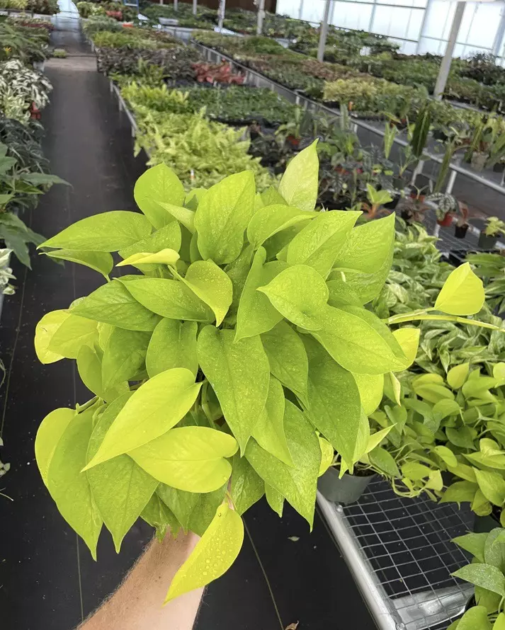 plant/Neon Pothos 6” pot growers choice-0